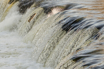 Fish go for spawning upstream. Salmon jumps over waterfall on the Venta River, Kuldiga, Latvia