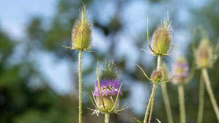Wilde Karden mit lila Blütenstand