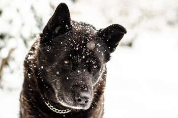 A large black dog sitting on a snowy winter day.