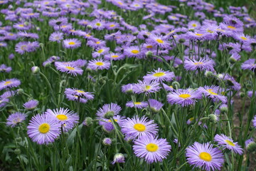Violet flowers of Erigeron speciosus in May