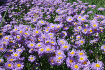 Vivid violet flowers of Erigeron speciosus in June