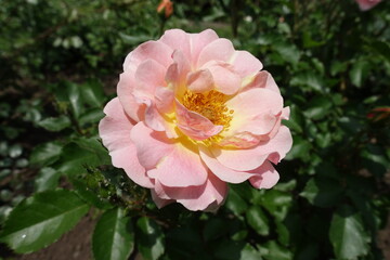 Closeup of light pink semi double flower of rose in May