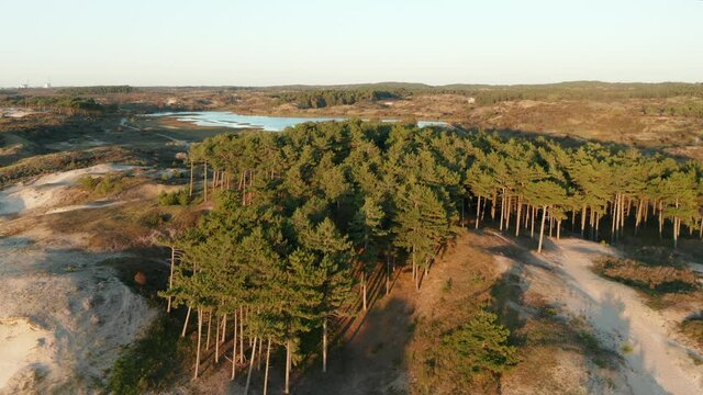Green Forest At Sand Dunes Near The Vogelmeer Within Zuid-Kennemerland National Park In Netherlands. aerial
