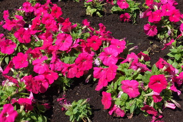 Vivid magenta colored flowers of petunias in mid June