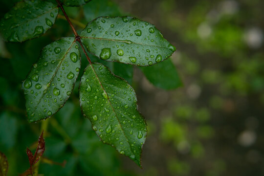 Rose leaf after rain. Raindrops on green rose leaves. Blurred background, copy space.