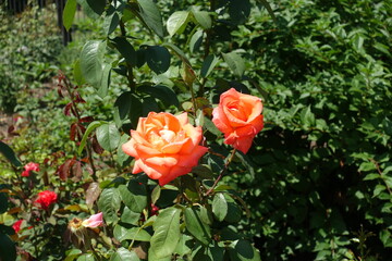 Pair of salmon pink flowers of roses in July