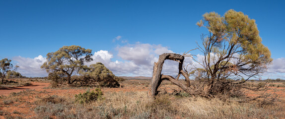 Sparse desert woodland with Mulga trees, outback South Australia, Gawler Ranges. Remote arid...