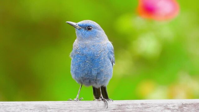 Brown shrike nature bird relaxing in the morning.
