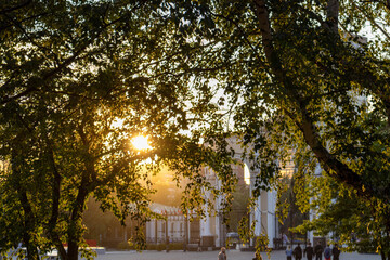 trees at sunset in the park