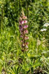 beautiful flower on a background of grass