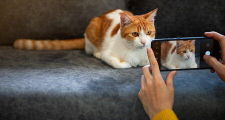 A cute orange cat sits on a gray sofa. A beautiful woman wearing a yellow shirt is using a mobile...