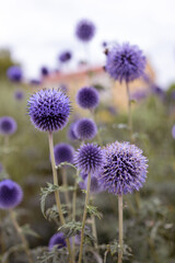 lila Kugeldistel im Stadtgarten