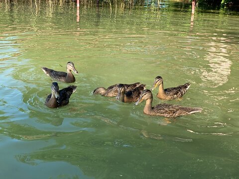 young wild ducks floating in the lake looking for food