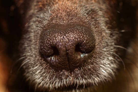 dog nose macro close up detail