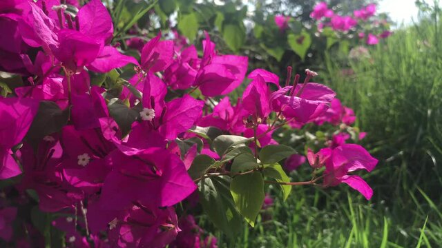Close-up of bougainvilleas blooming