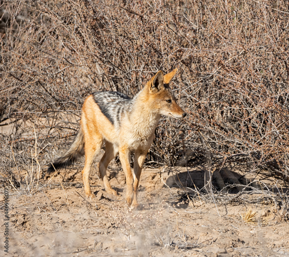 Sticker Black-backed Jackal