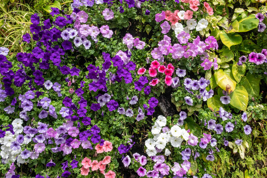 Natural living wall growing tropical plants and an abundance of morning glory also known as field bindweed or convolvulus arvensis, bright colorful climbing flowers attracting pollinators and insects