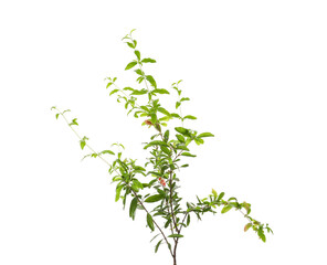 Pomegranate plant with green leaves on white background