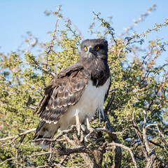 Black-chested Snake Eagle