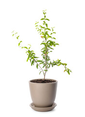 Pomegranate plant with green leaves in pot on white background
