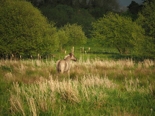 A wild pony grazing in marshland in the afternoon sun, in a nature reserve, Sussex, England © LoretaGema