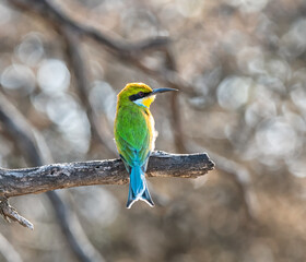 Swallow-tailed Bee-eater