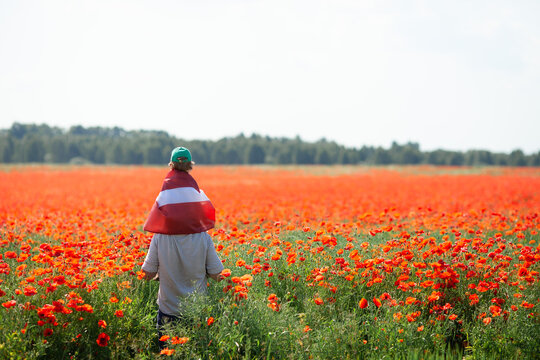 Dad holding his little son covered with flag of Latvia on his shoulders in the poppy field. Declaration of Independence Day. Ligo. Proclamation of the Republic. Travel, learn latvian language concept.