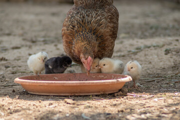 Chicks with the mother released in a country house