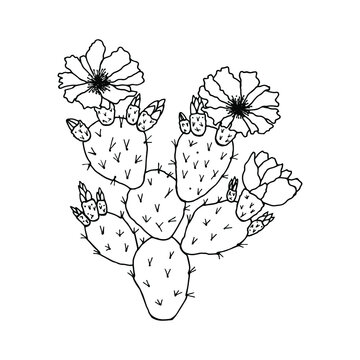 Opuntia cactus. Vector stock illustration eps10. Hand drawing, isolate on a white background, outline. 