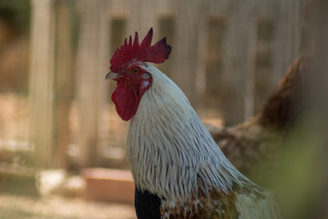Rooster in freedom in a country house