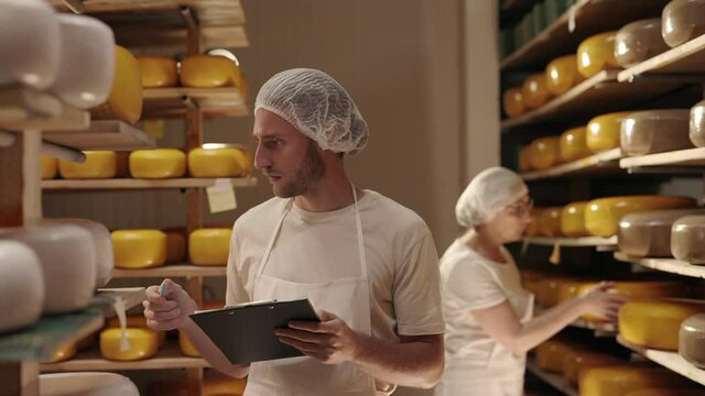 Two dairy workers controlling ripening of cheese heads