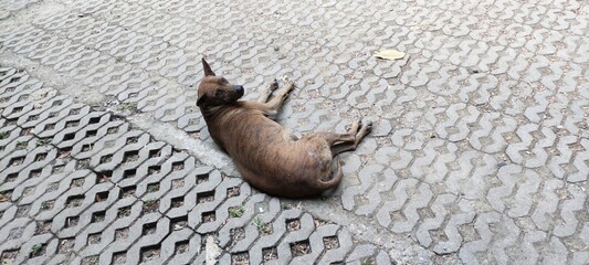 Brown dog leaning on floor