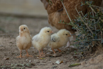 Chicks with the mother released in a country house