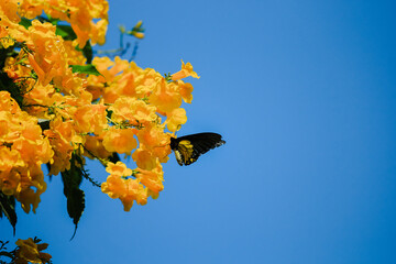 Butterfly with yellow flowers, beautiful nature.