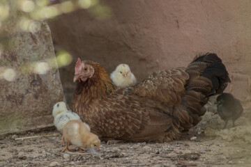 Chicks with the mother released in a country house