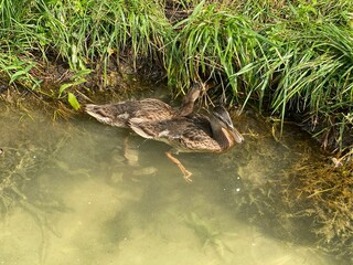 young wild ducks floating in the lake looking for food
