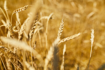 Obraz premium Close up wheat harvest, wheat field background in the sun day, summer