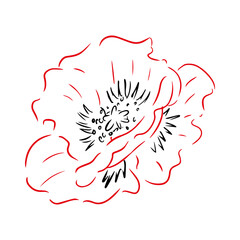 Poppy hand drawn illustration. Line art. Isolated on white background.