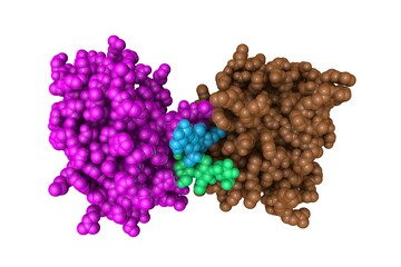 Human granzyme B, a protein released by pathogen-infected or transformed target cells during cellular immune reactions. Rendering with multi-colored protein chains. 3d illustration