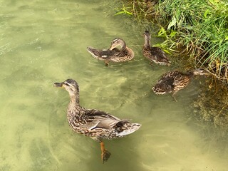 young wild ducks floating in the lake looking for food