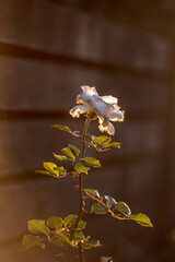 Rose in the garden at sunset