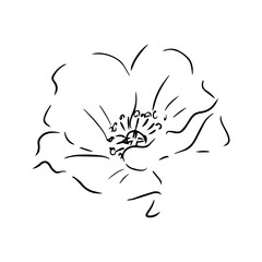 Poppy hand drawn illustration. Line art. Isolated on white background.