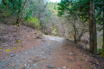 三ツ峠山登山道の風景 A view of the Mt. Mitsutoge trail