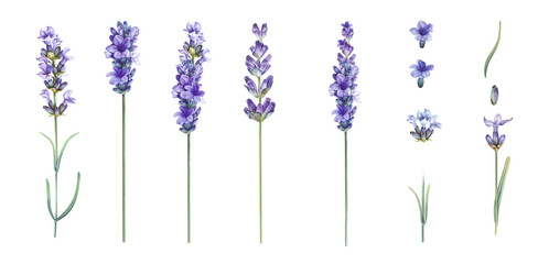 Watercolor elements of blooming lavender. Set garden flowers. Collection botanic illustration leaves, flower and branches. © Kotkoa
