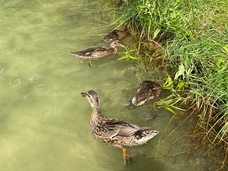 young wild ducks floating in the lake looking for food