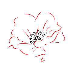 Poppy hand drawn illustration. Line art. Isolated on white background.
