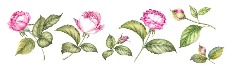 Watercolor elements of blooming rose. Set garden flowers. Collection botanic illustration leaves, flower and branches.