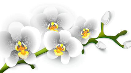 White phalaenopsis orchid isolated on a white background close up. Vector illustration.  © steadb