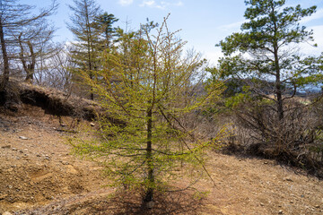 三ツ峠山登山道の風景 A view of the Mt. Mitsutoge trail
