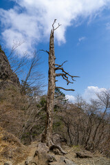 三ツ峠山登山道の風景 A view of the Mt. Mitsutoge trail